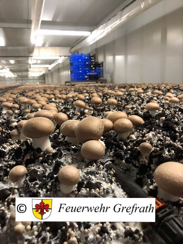 Ehrenabt.Wankum Champignons 2
